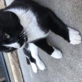 Picture of cat found at Saint Baldoph