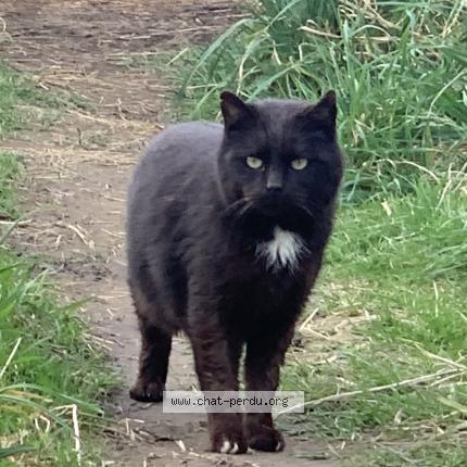 Photo 1/1 OSCAR Chat lost in Mortroux