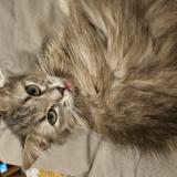 Picture of cat lost at Sevres