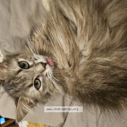 Photo 1/1 Mirka Chat lost in Sevres