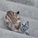 Picture of cat lost at Bois Colombes