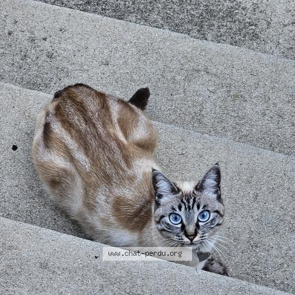 Photo 1/1 Molly Chat lost in Bois colombes