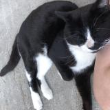 Picture of cat found at Saint Baldoph