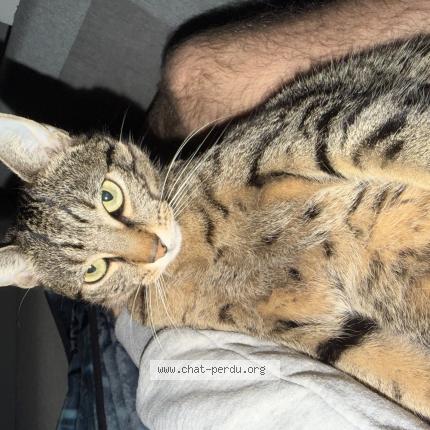 Photo 1/1 Storie Chat lost in Lyon