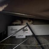 Picture of cat found at Rillieux La Pape