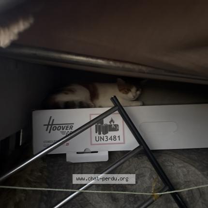 Photo 1/1 Found cat Found in Rillieux la pape