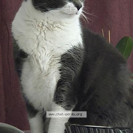 Photo 1/1 Sookie Chat lost in Noidans les vesoul