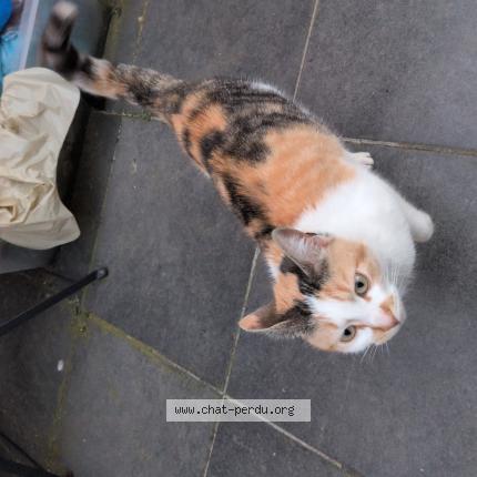 Photo 1/1 Found cat Found in Quaregnon