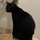 Picture of cat lost at Las Pinas