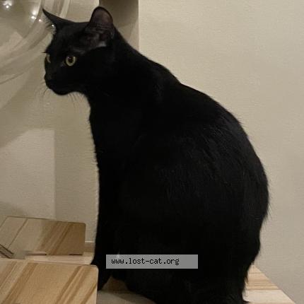 Photo 1/1 Pepper Chat lost in Las pinas