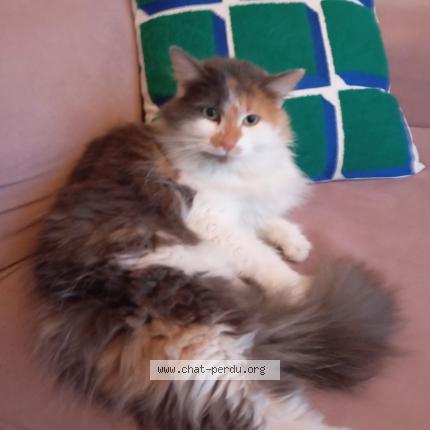 Photo 1/1 Piètra Chat lost in Marcq en baroeul