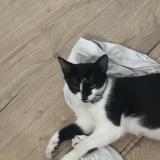 Picture of cat lost at Chierry