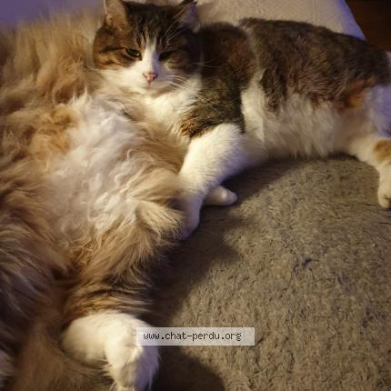 Photo 1/1 Martine Rey Chat lost in Monthey