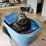 Picture of cat lost at Pencran