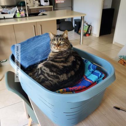 Photo 1/1 P&eacute;tunia Chat lost in Pencran