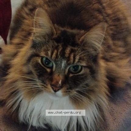 Photo 1/1 Alfred Chat lost in Briancon