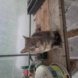 Picture of cat found at Palluau