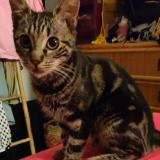 Picture of cat lost at St Ouen