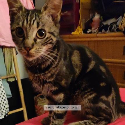 Photo 1/1 Bon Clay Chat lost in St ouen