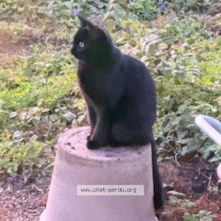 Photo 1/1 Kuro Chat lost in Onex