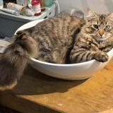 Picture of cat lost at 13840 Rognes