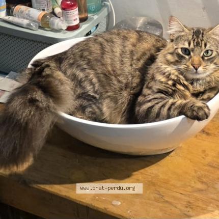 Photo 1/1 Cacahu&egrave;te Chat lost in 13840 rognes