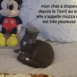 Picture of cat lost at Duclair