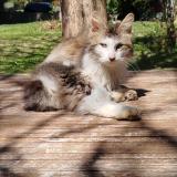 Picture of cat found at Madaillan