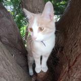 Picture of cat found at Jouy Le Moutier