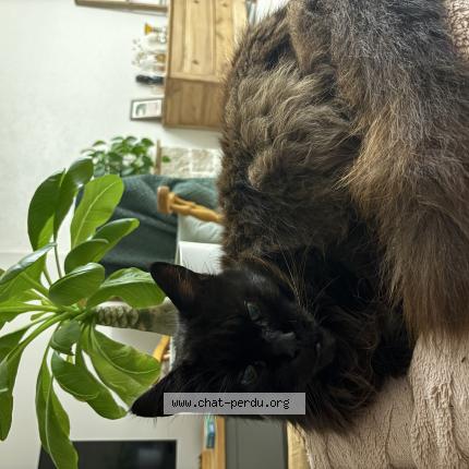 Photo 1/1 Gotham Chat lost in Martigne ferchaud