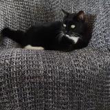 Picture of cat lost at Bouaye