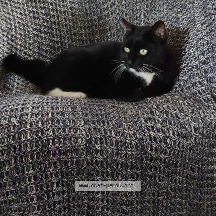 Photo 1/1 Mighty Chat lost in Bouaye