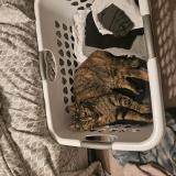 Picture of cat lost at Granby