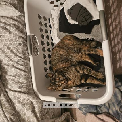 Photo 1/1 Mia Chat lost in Granby