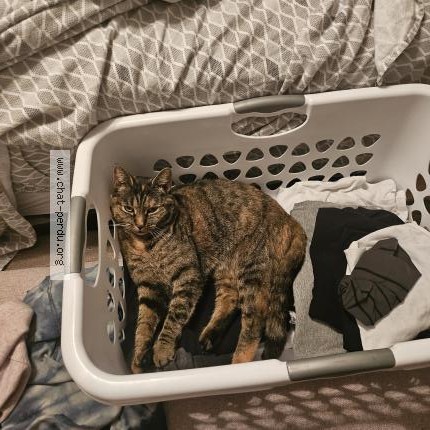 Photo 1/1 Mia Cat lost in Granby