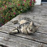 Picture of cat lost at Saint Lubin Des Joncherets