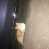 Picture of cat found at Lyon