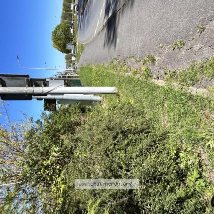 Photo 1/1 Found cat Found in Dammartin en goele