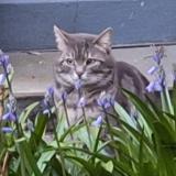 Picture of cat found at Bruxelles