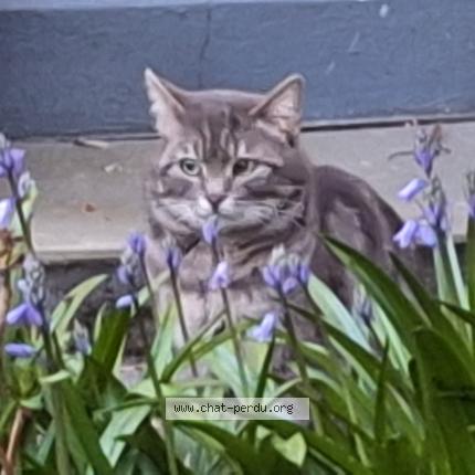 Photo 1/1 Found cat Found in Bruxelles