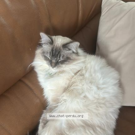 Photo 1/1 Vitali Chat lost in Antony