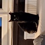 Picture of cat lost at Yutz