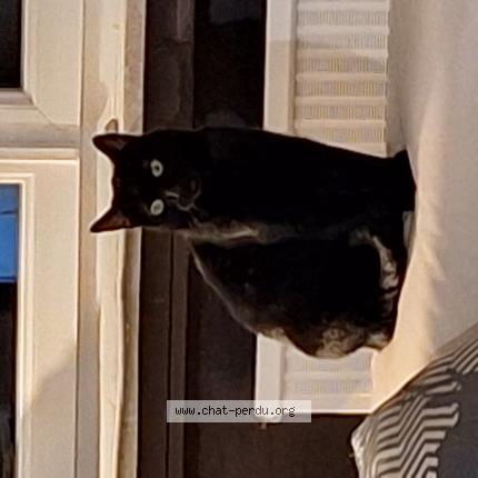 Photo 1/1 Shadow Chat lost in Yutz