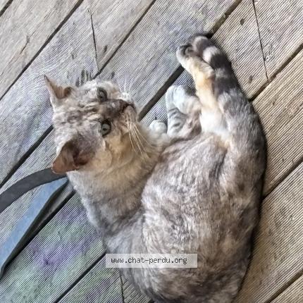 Photo 1/1 Found cat Found in Saint nazaire