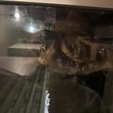 Picture of cat found at Cormeilles En Parisis