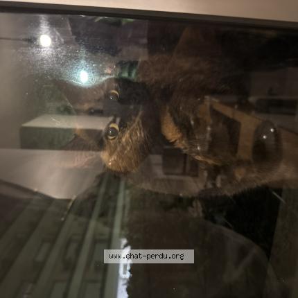 Photo 1/1 Found cat Found in Cormeilles en parisis