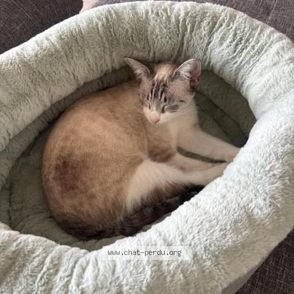 Photo 1/1 Temp&ecirc;te Chat lost in Saint barthelemy