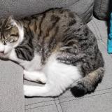 Picture of cat lost at Carignan De Bordeaux