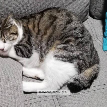 Photo 1/1 Paco Chat lost in Carignan de bordeaux