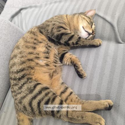 Photo 1/1 Cat reunited Lost in Tigy